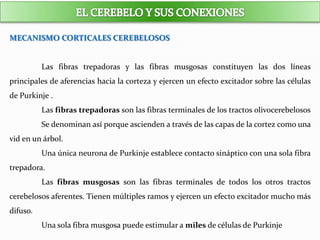MECANISMO CORTICALES CEREBELOSOS
Las fibras trepadoras y las fibras musgosas constituyen las dos líneas
principales de aferencias hacia la corteza y ejercen un efecto excitador sobre las células
de Purkinje .
Las fibras trepadoras son las fibras terminales de los tractos olivocerebelosos
Se denominan así porque ascienden a través de las capas de la cortez como una
vid en un árbol.
Una única neurona de Purkinje establece contacto sináptico con una sola fibra
trepadora.
Las fibras musgosas son las fibras terminales de todos los otros tractos
cerebelosos aferentes. Tienen múltiples ramos y ejercen un efecto excitador mucho más
difuso.
Una sola fibra musgosa puede estimular a miles de células de Purkinje
 