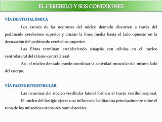 VÍA DENTOTALÁMICA
Los axones de las neuronas del núcleo dentado discurren a través del
pedúnculo cerebeloso superior y cruzan la línea media hasta el lado opuesto en la
decusación del pedúnculo cerebeloso superior.
Las fibras terminan estableciendo sinapsis con células en el núcleo
ventrolateral del tálamo contralateral.
Así, el núcleo dentado puede coordinar la actividad muscular del mismo lado
del cuerpo.
VÍA FASTIGIOVESTIBULAR
Las neuronas del núcleo vestibular lateral forman el tracto vestibuloespinal.
El núcleo del fastigio ejerce una influencia facilitadora principalmente sobre el
tono de los músculos extensores homolaterales.
 