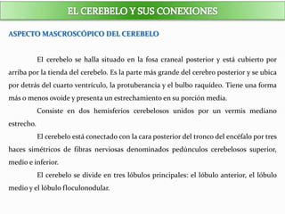 ASPECTO MASCROSCÓPICO DEL CEREBELO
EI cerebelo se halla situado en la fosa craneal posterior y está cubierto por
arriba por la tienda del cerebelo. Es la parte más grande del cerebro posterior y se ubica
por detrás del cuarto ventrículo, la protuberancia y el bulbo raquídeo. Tiene una forma
más o menos ovoide y presenta un estrechamiento en su porción media.
Consiste en dos hemisferios cerebelosos unidos por un vermis mediano
estrecho.
El cerebelo está conectado con la cara posterior del tronco del encéfalo por tres
haces simétricos de fibras nerviosas denominados pedúnculos cerebelosos superior,
medio e inferior.
El cerebelo se divide en tres lóbulos principales: el lóbulo anterior, el lóbulo
medio y el lóbulo floculonodular.
 