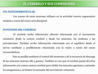 VÍA FASTIGIORRETICULAR
Los axones de estas neuronas influyen en la actividad motora segmentaria
medular a través del tracto reticuloespinal.
FUNCIONES DEL CEREBELO
El cerebelo recibe información aferente relacionada con el movimiento
voluntario desde la corteza cerebral y desde los músculos, los tendones y las
articulaciones. También recibe información relacionada con el equilibrio desde el
nervio vestibular y posiblemente relacionada con la visión a través del tracto
tectocerebeloso.
Esto es posible mediante el control del momento y de la secuencia de descarga
de las neuronas motoras alfa y gamma. También se cree que el cerebelo puede devolver
información a la corteza motora cerebral para inhibir los músculos agonistas y estimular
los antagonistas y así limitar la extensión del movimiento voluntario.
 