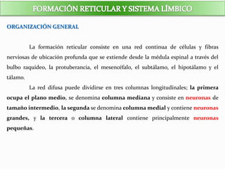 ORGANIZACIÓN GENERAL
La formación reticular consiste en una red continua de células y fibras
nerviosas de ubicación profunda que se extiende desde la médula espinal a través del
bulbo raquídeo, la protuberancia, el mesencéfalo, el subtálamo, el hipotálamo y el
tálamo.
La red difusa puede dividirse en tres columnas longitudinales; la primera
ocupa el plano medio, se denomina columna mediana y consiste en neuronas de
tamaño intermedio, la segunda se denomina columna medial y contiene neuronas
grandes, y la tercera o columna lateral contiene principalmente neuronas
pequeñas.
 