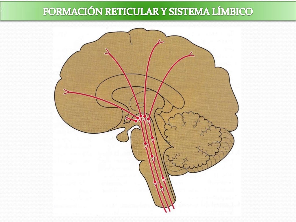 Formación reticular y el sistema límbico