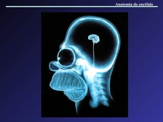Anatomia do encéfalo 