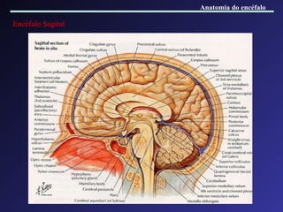 Encéfalo Sagital Anatomia do encéfalo 