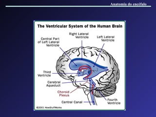 Anatomia do encéfalo 