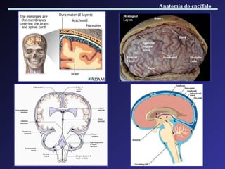 Anatomia do encéfalo 