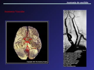 Anatomia Vascular Anatomia do encéfalo 