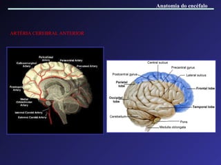 ARTÉRIA CEREBRAL ANTERIOR Anatomia do encéfalo 