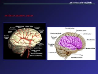 ARTÉRIA CEREBRAL MEDIA Anatomia do encéfalo 