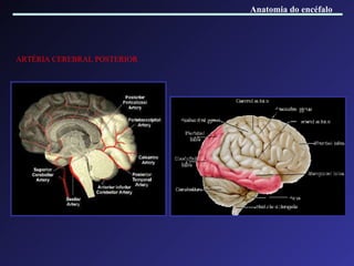 ARTÉRIA CEREBRAL POSTERIOR Anatomia do encéfalo 