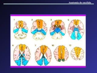 Anatomia do encéfalo 