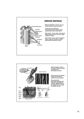 NERVOS ESPINAIS

Nervos espinhais: União de uma raíz
ventral (motora) e dorsal (sensorial).

O tronco do nervo espinhal é
funcionalmente misto e deixa o canal
vertebral pelo forame intervertebral.

Ramo dorsal : inerva a pele e músculos da
região dorsal do tronco, da nuca e região
occipital da cabeça.

Ramo ventral: inerva a pele, musculatura,
ossos e vasos dos membros e região
antero-lateral do pescoço e tronco.




             Quando atingem o sitio de
             inervação, as fibras nervosas
             se ramificam em
             terminações nervosas.



             Fibras motoras: terminações
             motoras que formam as
             junções neuro-musculares.

             Fibras sensoriais:
             terminações sensitivas que
             possuem a capacidade de
             converter diferentes formas
             de energia física ou química
             em impulso nervoso.




                                             10
 