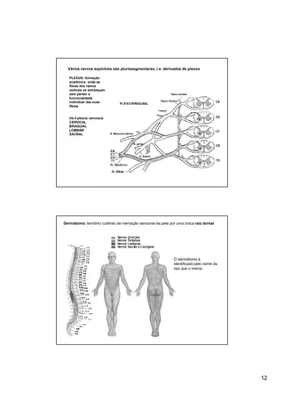 Vários nervos espinhais são plurissegmentares, i.e. derivados de plexos

   PLEXOS: formação
   anatômica onde as
   fibras dos ramos
   ventrais se entrelaçam
   sem perder a
   funcionalidade
   individual das suas
   fibras


   Há 4 plexos nervosos
   CERVICAL
   BRAQUIAL
   LOMBAR
   SACRAL




Dermátomo: território cutâneo de inervação sensorial da pele por uma única raiz dorsal




                                                               O dermátomo é
                                                               identificado pelo nome da
                                                               raiz que o inerva.




                                                                                           12
 
