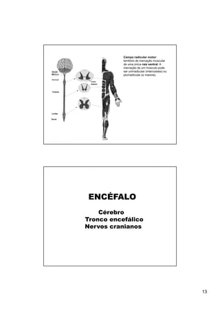 Campo radicular motor:
           território de inervação muscular
           de uma única raiz ventral. A
           inervação de um músculo pode
           ser unirradicular (intercostais) ou
           pluriradicular (a maioria).




 ENCÉFALO
    Cérebro
Tronco encefálico
Nervos cranianos




                                                 13
 