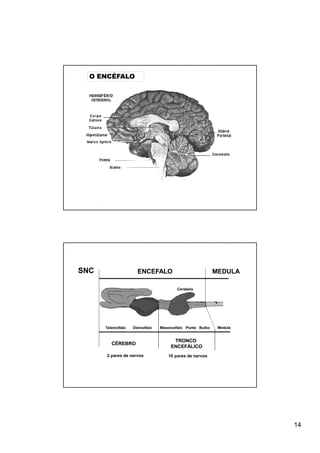 O ENCÉFALO




SNC                   ENCEFALO                             MEDULA

                                        Cerebelo




      Telencéfalo   Diencéfalo   Mesencéfalo Ponte Bulbo    Medula


                                       TRONCO
         CÉREBRO
                                      ENCEFÁLICO
      2 pares de nervos             10 pares de nervos




                                                                     14
 
