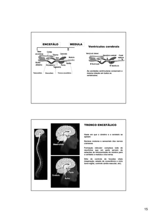 ENCEFÁLO                     MEDULA
                                                        Ventrículos cerebrais




                                                       As cavidades ventriculares conservam a
Telencéfalo    Diencéfalo   Tronco encefálico          mesma relação em todos os
                                                       vertebrados.




                                                    TRONCO ENCEFÁLICO


                                                    Haste em que o cérebro e o cerebelo se
                                                    apóiam

                                                    Núcleos motores e sensoriais dos nervos
                                                    cranianos

                                                    Formação reticular: complexa rede de
                                                    neurônios que em parte servem de
                                                    estações de retransmissão do cérebro para
                                                    o cerebelo e medula e vice-versa.

                                                    Sítio de controle de funções vitais
                                                    (respiração, estado de consciência e ciclo
                                                    sono-vigilia, controle cárdio-vascular, etc).




                                                                                                    15
 