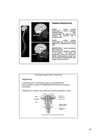 TRONCO ENCEFÁLICO


                                                BULBO       –     contém    núcleos
                                                relacionados a nervos cranianos:
                                                vestíbulo-coclear              (VIII),
                                                Glossofaríngeo (IX), Vago (X), parte
                                                craniana    do    acessório (XI)    e
                                                Hipoglosso (XII).

                                                PONTE      –     contém      núcleos
                                                relacionados aos nervos cranianos:
                                                trigêmeo (V), Abducente (VI) e facial
                                                (VII).

                                                MESENCÉFALO - nervos oculomotor
                                                (III) e troclear (IV).
                                                Passa pro ele o aqueducto cerebral
                                                ou de Sylvius – um canal que
                                                representa a única via pela qual o
                                                líquido cefalorraquidiano pode sair
                                                dos ventrículos prosencefálicos para
                                                atingir o quarto ventrículo.




                 SISTEMA NERVOSO CENTRAL


MESENCÉFALO

• Importante para o movimento ocular e o controle postural
subconsciente e contem a FORMAÇÃO RETICULAR que regula a
consciência.

• Dispõe de um sistema de conexão dos sistemas auditivos e visual




                          http://www.afh.bio.br/nervoso/nervoso3.asp#divisao




                                                                                         16
 