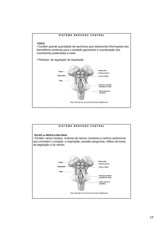 SISTEMA NERVOSO CENTRAL


   PONTE
  • Contém grande quantidade de neurônios que retransmite informações dos
  hemisférios cerebrais para o cerebelo garantindo a coordenação dos
  movimentos pretendidos e reais.

  • Participa da regulação da respiração




                             http://www.afh.bio.br/nervoso/nervoso3.asp#divisao




                    SISTEMA NERVOSO CENTRAL



BULBO ou MEDULA OBLONGA
• Contém vários núcleos motores de nervos cranianos e centros autônomos
que controlam o coração, a respiração, pressão sanguínea, reflexo da tosse,
da deglutição e do vômito.




                             http://www.afh.bio.br/nervoso/nervoso3.asp#divisao




                                                                                  17
 