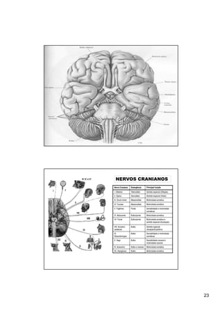 NERVOS CRANIANOS
Nervo Craniano     Emergência       Principal função

I. Olfatório       Telencéfalo      Sentido especial (Olfação)
II. Óptico         Diencéfalo       Sentido especial (Visão)
III. Óculo-motor   Mesencéfalo      Motricidade somática
IV. Troclear       Mesencéfalo      Motricidade somática
V. Trigêmeo        Ponte            Sensibilidade e motricidade
                                    somáticas
VI. Abducente      Bulbo/ponte      Motricidade somática
VII. Facial        Bulbo/ponte      Motricidade somática e
                                    sentido especial (Gustação)

VIII. Acústico-    Bulbo            Sentido especial
vestibular                          (Audição/Equilíbrio)
IX.                Bulbo            Sensibilidade e motricidade
Glossofaríngeo                      somáticas
X. Vago            Bulbo            Sensibilidade visceral e
                                    motricidade visceral
XI. Acessório      Bulbo e medula   Motricidade somática
XII. Hipoglosso    Bulbo            Motricidade somática




                                                                  23
 
