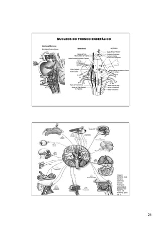 NUCLEOS DO TRONCO ENCEFÁLICO




                               Imagem:
                               AMABIS, José
                               Mariano;
                               MARTHO,
                               Gilberto
                               Rodrigues.
                               Conceitos de
                               Biologia. São
           48                  Paulo, Ed.
                               Moderna, 2001.
                               vol. 2.




                                                24
 