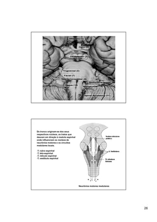 Do tronco originam-se dos seus
respectivos núcleos, os tratos que
descem em direção à medula espinhal
onde influenciam os núcleos de
neurônios motores e os circuitos
medulares locais.

-T. rubro espinhal
-T. teto-espinhal
-T. reticulo espinhal
-T. vestíbulo espinhal




                                             +   - - +

                                      Neurônios motores medulares




                                                                    26
 