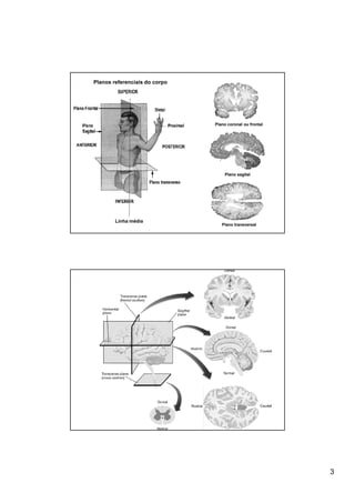 Planos referenciais do corpo




                               Plano coronal ou frontal




                                   Plano sagital




        Linha média
                                  Plano transversal




                                                          3
 