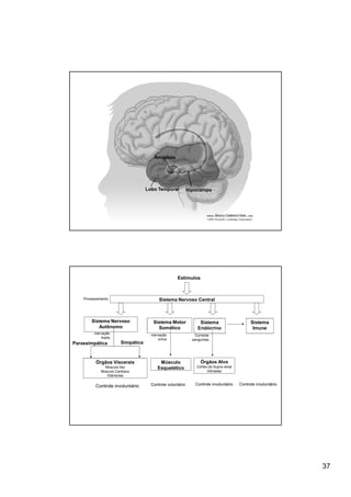 Amigdala




                                    Lobo Temporal           Hipocampo




                                                    Estímulos



    Processamento                          Sistema Nervoso Central



        Sistema Nervoso                Sistema Motor              Sistema                     Sistema
           Autônomo                      Somático                Endócrino                     Imune
         inervação                    inervação                 Corrente
             dupla                         única              sanguínea
Parassimpática          Simpática



          Órgãos Viscerais                 Músculo                 Órgãos Alvo
               Músculo liso               Esquelético           Córtex da Supra-renal
             Músculo Cardíaco                                         Gônadas
                Glândulas


          Controle involuntário       Controle voluntário      Controle involuntário    Controle involuntário




                                                                                                                37
 