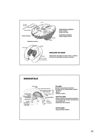 SUBSTANCIAS CINZENTA
                                             Córtex cerebral
                                             Núcleos da base

                                             SUBSTANCIA BRANCA
Córtex Cerebral                              massa medular interna



         Substância branca




                             NUCLEOS DA BASE
                             Intimamente associado ao córtex motor e o tálamo
                             Controle da motricidade somática voluntária




   DIENCEFÁLO


                                       TÁLAMO
                                       Núcleos funcionalmente distintos
                                       Principal relê de retransmissão cerebral
                                       - Sensorial
                                       - Motora
                                       - Sistema Limbico

                                       HIPOTÁLAMO
                                       Muitos núcleos funcionalmente distintos
                                       Coordenação das funções autonômicas e
                                       neuroendócrinas
                                       Expressões das emoções



                                       EPITÁLAMO
                                       Integra funções olfativas




                                                                                  39
 