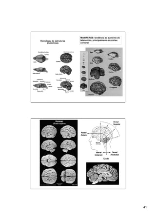 MAMIFEROS: tendência ao aumento do
Homologia de estruturas   telencéfalo, principalmente do córtex
     anatômicas           cerebral.




                                                                  41
 