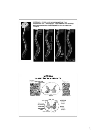 A MEDULA é dividida em 4 regiões topográficas. O seu
comprimento total é menor do que canal vertebral, mas os nervos
espinhais guardam correlação topográfica com os respectivas
vértebras.




         MEDULA
   SUBSTÂNCIA CINZENTA




                                                                  7
 
