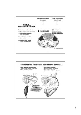 Fibras descendentes         Fibras ascendentes
                                                   (motoras)                  (sensitivas)



           MEDULA
SUBSTANCIA BRANCA

A substancia branca é a região de
tráfego de fibras nervosas mielinizadas

1) do encéfalo para a medula
    (Vias descendentes)

2) da medula para o encéfalo
     (Vias ascendentes)

3) fibras próprias da medula
      (Tratos proprioespinhais)




     COMPONENTES FUNCIONAIS DE UM NERVO ESPINHAL
     Fibras sensitivas somáticas gerais                 Fibras motoras somáticas
      Pele, músculos, tendões e articulação              Músculos estriados esqueléticos
     Fibras sensitivas viscerais                        Fibras motoras viscerais
                                                         Músculos lisos, cardíaco e glândulas




                                                                                                8
 