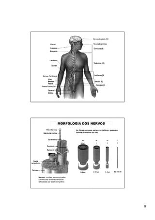 MORFOLOGIA DOS NERVOS
                                    As fibras nervosas variam no calibre e possuem
                                    bainha de mielina ou não




Nervos: cordões esbranquiçados
constituídos de fibras nervosas
reforçados por tecido conjuntivo.




                                                                                     9
 