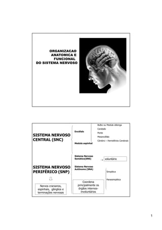 ORGANIZACAO
        ANATOMICA E
         FUNCIONAL
 DO SISTEMA NERVOSO




                                            Bulbo ou Medula oblonga
                                            Cerebelo
                          Encéfalo
                                            Ponte
SISTEMA NERVOSO                             Mesencéfalo
CENTRAL (SNC)                               Cérebro – Hemisférios Cerebrais
                          Medula espinhal




                          Sistema Nervoso
                          Somático(SNS)             voluntário


SISTEMA NERVOSO           Sistema Nervoso
                          Autônomo (SNA)
PERIFÉRICO (SNP)                                       Simpática


                                                       Parassimpática
                                 Coordena
    Nervos cranianos,       principalmente os
  espinhais, gânglios e      órgãos internos-
  terminações nervosas         involuntários




                                                                              1
 