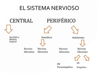 SN Somático SN Autónomo
Interactúa con el ambiente exterior. Facilita la regulación del ambiente
interno.
Nervios AFERENTES que llevan
señales desde la piel, músculos y las
articulaciones hacia el SNC.
Los nervios AFERENTES llevan
señales sensoriales desde los órganos
internos hacia el SNC
Los nervios EFERENTES llevan LAS
SEÑALES MOTORAS desde el SNC
hacia los músculos.
Los nervios EFERENTES llevan señales
motoras desde el SNC hacia los
órganos internos.
El sistema nervioso somático sólo
tiene una neurona entre el sistema
nervioso central y el órgano objetivo
El sistema nervioso autónomo emplea
dos neuronas en la conexión.
 