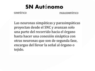 ¿QUE ES INERVACIÓN?
Es el conjunto de las acciones nerviosas
del SNC por distribución de los nervios en
una parte, órgano o región.
 