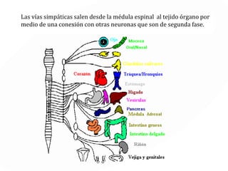SN Autónomo
SIMPÁTICO PARASIMPÁTICO
Las neuronas simpáticas y parasimpáticas
proyectan desde el SNC y avanzan solo
una parte del recorrido hacia el órgano
hasta hacer una conexión sináptica con
otras neuronas que son de segunda fase,
encargas del llevar la señal al órgano o
tejido.
 