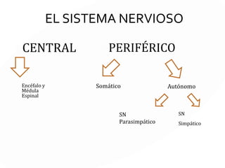 Las vías simpáticas salen desde la médula espinal al tejido órgano por
medio de una conexión con otras neuronas que son de segunda fase.
 