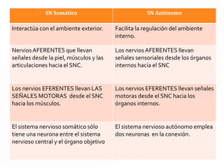 1.Los Nervios Simpáticos estimulan, organizan y movilizan los recursos
energéticos ante situaciones de peligro, mientras que los parasimpáticos
guardan energía.
3 Principios
2. Cada órgano diana recibe señales simpáticas y parasimpáticas opuestas
y su actividad está controlada por niveles relativos de actividad simpática
y parasimpática.
3. Los cambios simpáticos indican actividad psicológica , mientras que los
parasimpáticos indican relajación psicológica.
ORGANOS DIANA Órganos donde la hormona ejerce su función. Por
ejemplo el Riñón.
 