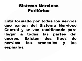 EL SISTEMA NERVIOSO
Encéfalo y
Médula
Espinal
PERIFÉRICOCENTRAL
Somático Autónomo
SN
Parasimpático
SN
Simpático
 