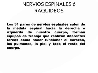 SN Somático SN Autónomo
Interactúa con el ambiente exterior. Facilita la regulación del ambiente
interno.
Nervios AFERENTES que llevan
señales desde la piel, músculos y las
articulaciones hacia el SNC.
Los nervios AFERENTES llevan
señales sensoriales desde los órganos
internos hacia el SNC
Los nervios EFERENTES llevan LAS
SEÑALES MOTORAS desde el SNC
hacia los músculos.
Los nervios EFERENTES llevan señales
motoras desde el SNC hacia los
órganos internos.
El sistema nervioso somático sólo
tiene una neurona entre el sistema
nervioso central y el órgano objetivo
El sistema nervioso autónomo emplea
dos neuronas en la conexión.
 