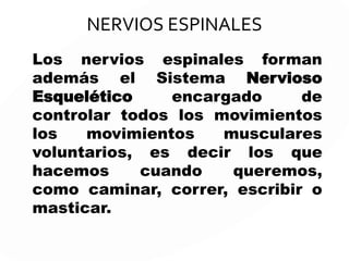 Está formado por todos los nervios
que parten del Sistema Nervioso
Central y se van ramificando para
llegar a todas las partes del
cuerpo. Existen dos tipos de
nervios: los craneales y los
espinales.
Sistema Nervioso
Periférico
 