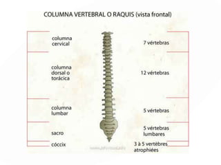 NERVIOS ESPINALES ó
RAQUIDEOS
Los 31 pares de nervios espinales salen de
la médula espinal hacia la derecha e
izquierda de nuestro cuerpo, forman
equipos de trabajo que realizan diferentes
tareas como hacer funcionar el corazón,
los pulmones, la piel y todo el resto del
cuerpo.
 