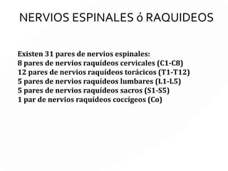 NERVIOS ESPINALES
Los nervios espinales forman
además el Sistema Nervioso
Esquelético encargado de
controlar todos los movimientos
los movimientos musculares
voluntarios, es decir los que
hacemos cuando queremos,
como caminar, correr, escribir o
masticar.
 