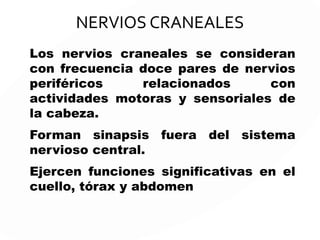 NERVIOS ESPINALES ó RAQUIDEOS
En la médula espinal hay materia gris recubierta por materia blanca. Desde la
materia gris salen dos raíces dorsales y dos raíces ventrales.
Las raíces dorsales contienen axones sensoriales que forman un ganglio de la raíz
dorsal ó también llamado ganglio espinal.
Las raíces ventrales contienen axones eferentes motores.
 