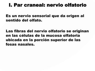 NERVIOS CRANEALES
Los nervios craneales se consideran
con frecuencia doce pares de nervios
periféricos relacionados con
actividades motoras y sensoriales de
la cabeza.
Forman sinapsis fuera del sistema
nervioso central.
Ejercen funciones significativas en el
cuello, tórax y abdomen
 