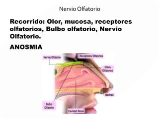 http://www.imaios.com/es/e-Anatomia/Cabeza-y-cuello/Pares-craneales-
diagramas
 