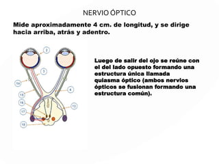 Nervio Olfatorio
Recorrido: Olor, mucosa, receptores
olfatorios, Bulbo olfatorio, Nervio
Olfatorio.
ANOSMIA
 