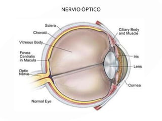 II. Par craneal: nervio óptico
Es un nervio sensorial que permite la
visión.
Se origina en la capa de células
ganglionares de la retina. Los axones de
esta células ganglionares, al reunirse y
dirigirse hacia atrás, forman el nervio
óptico.
 