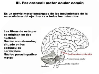 NERVIO ÓPTICO
Mide aproximadamente 4 cm. de longitud, y se dirige
hacia arriba, atrás y adentro.
Luego de salir del ojo se reúne con
el del lado opuesto formando una
estructura única llamada
quiasma óptico (ambos nervios
ópticos se fusionan formando una
estructura común).
 