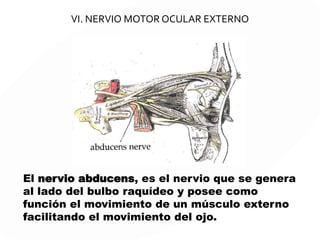 IV. PATÉTICO OTROCLEAR
Su función es motora. Inerva al músculo oblicuo superior del ojo.
Nace en la cara dorsal del tronco cerebral a nivel
del mesencéfalo caudal.
Este nervio es el único cuyas fibras tienen una ruta dorsal y se
cruzan en la línea media antes de salir del tronco cerebral. Por
esta razón su lesión afecta al ojo contralateral.
 